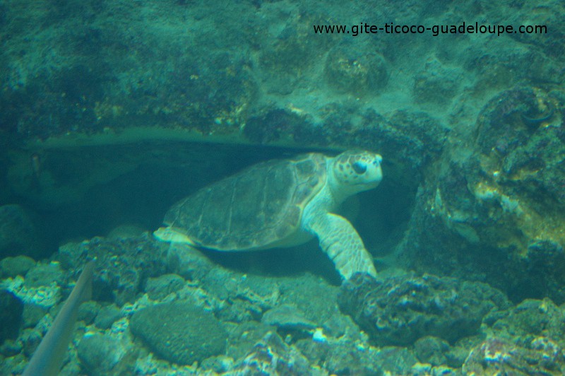 L’aquarium du Gosier L’aquarium du Gosier